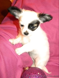 Миниатюрный длинношерстный чихуахуа #500388
