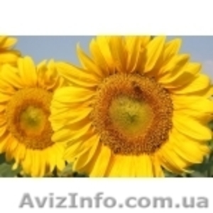 Семена подсолнечника F1 селекции ВНИС #498317