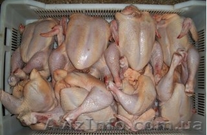 Курица,  бройлер #507658