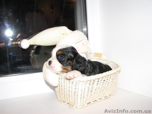 Щенки кавалер кинг чарльз спаниеля шоу класса #504063