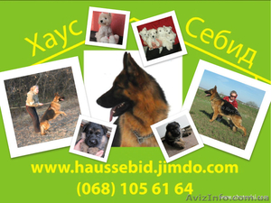 цуценята німецької вівчарки #490312