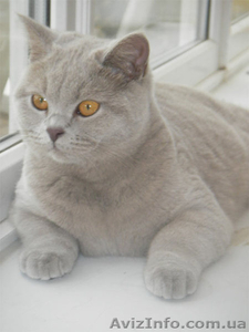 продамбританскихкотят #511074
