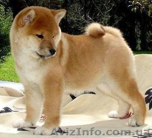 Акита-ину - порода,   #499301