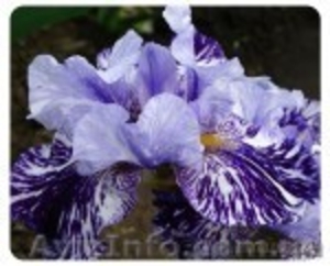 ирисы - новейшие сорта - каталог 2012 #487802
