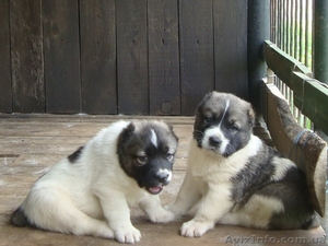 Продаются щенки среднеазиатской овчарки(алабай) #504634