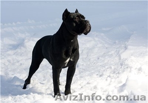 красивые девочки и мальчики Кане-Корсо чёрного и тигрового окраса #499422
