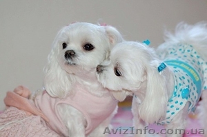 Мальтез (Болонка) девочка и мальчик мини #499318