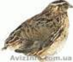 Продам перепела различных пород #494661