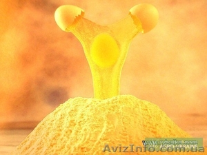 Яичный порошок  #503991