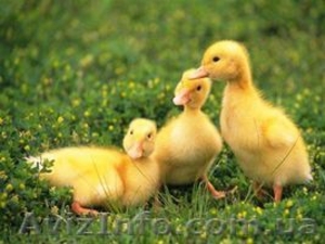 Суточный молодняк гусей #485631