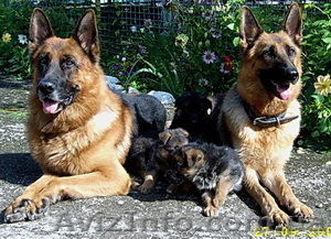 Запорожский клуб собаководства ОСОУ #516525