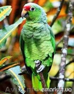 Амазон праздничный(фестивальный) #484813