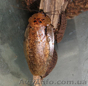 Архимандрит (Archimandrita tesselata) #503563