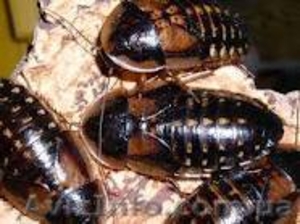 Аргентинский таракан (Blaptica-dubia) #503562