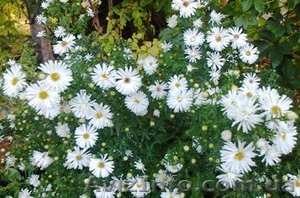 Саженцы с питомника Гуменюка М.С. #504315