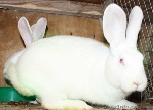 Бельгийский фландр и белый паннон  #502087