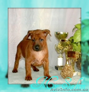 Продам Щенков Тайский Риджбек ,  Украина  Киев #517156