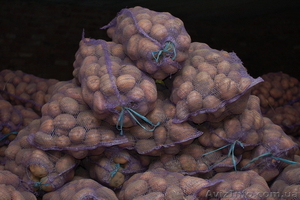 Продам картофель и семенной оптом  #486373