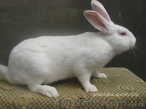 Продам кролей в живом весе на разведение #495482