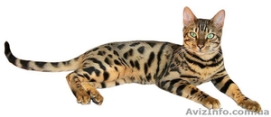 продамкотятбенгальских #510878