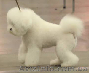 Бишон фризе - красивая #499445