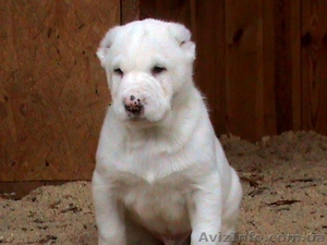 элитные белые  щенки среднеазиатской овчарки #498035