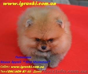 Щеночки померанского шпица крем и оранж тип Медвежонок! #493606