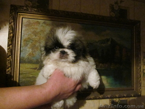 Щенков Пекинеса Продам  #506540