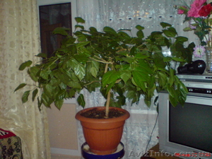  Китайская Роза #498089