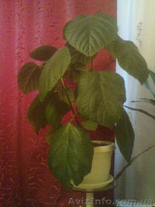 Большое дерево, листья большие как у лопуха. #500624