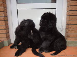 продам щенков ньюфаундленда #499619