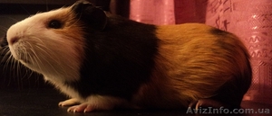 Морская свинка с клеткой! #496176