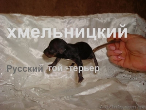  Маленькие шедевры                                                               #492115