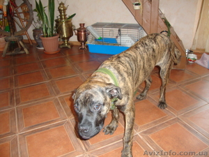 Отдам бульмастифа #509191