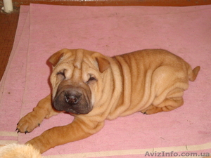 продам маленького шарпейчика #509768