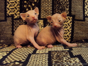 Котяточки донского сфинкса #499475