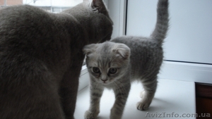 Кошечка шотландская вислоухая #482305