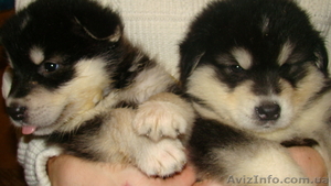 Щенки Аляскинского маламута шоу класса #491948