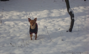 вязка той терьер #485640