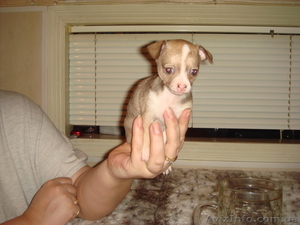 Чихуахуа девочка #516178