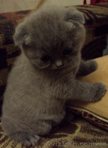 Пушистые британцы (скоттиш страйт) и шотландцы (скоттиш фолд) #486981