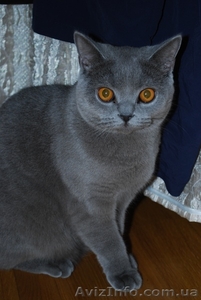 Британские котята - плюшевые красавцы! #501523