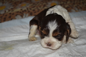 Щенки американского кокер спаниэля #502038