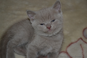 Продам очаровательных плюшевых котят #515629