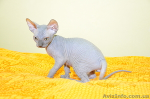 голубые  сфинксы #514390