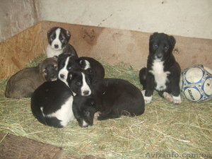 Продам щенков среднеазиатской овчарки Срочно #486571