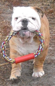 Предлагаем для вязки кобелей английского бульдога #486465