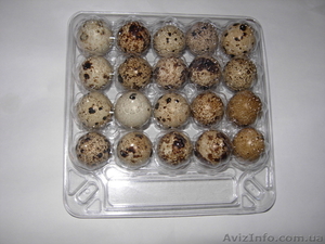 Перепелиные яйца. #502844