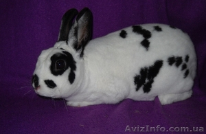 Декоративные кролики различных пород и окрасов. #496235
