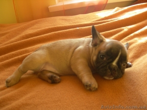 французский бульдог,  щенки продам #509685